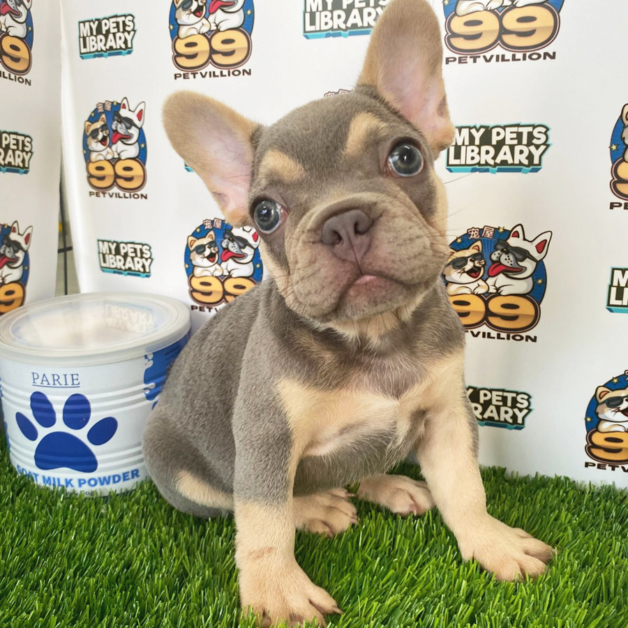 French Bulldog Puppy (Male) For Sale