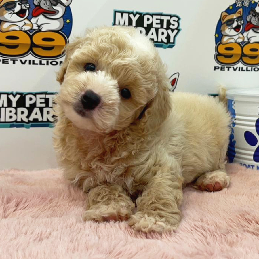 Toy Poodle Puppy (Male) For Sale