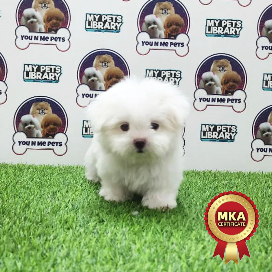 MKA Tiny Maltese Puppy (Female) For Sale