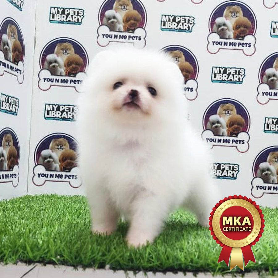 MKA Tiny Pomeranian Puppy (Male) For Sale