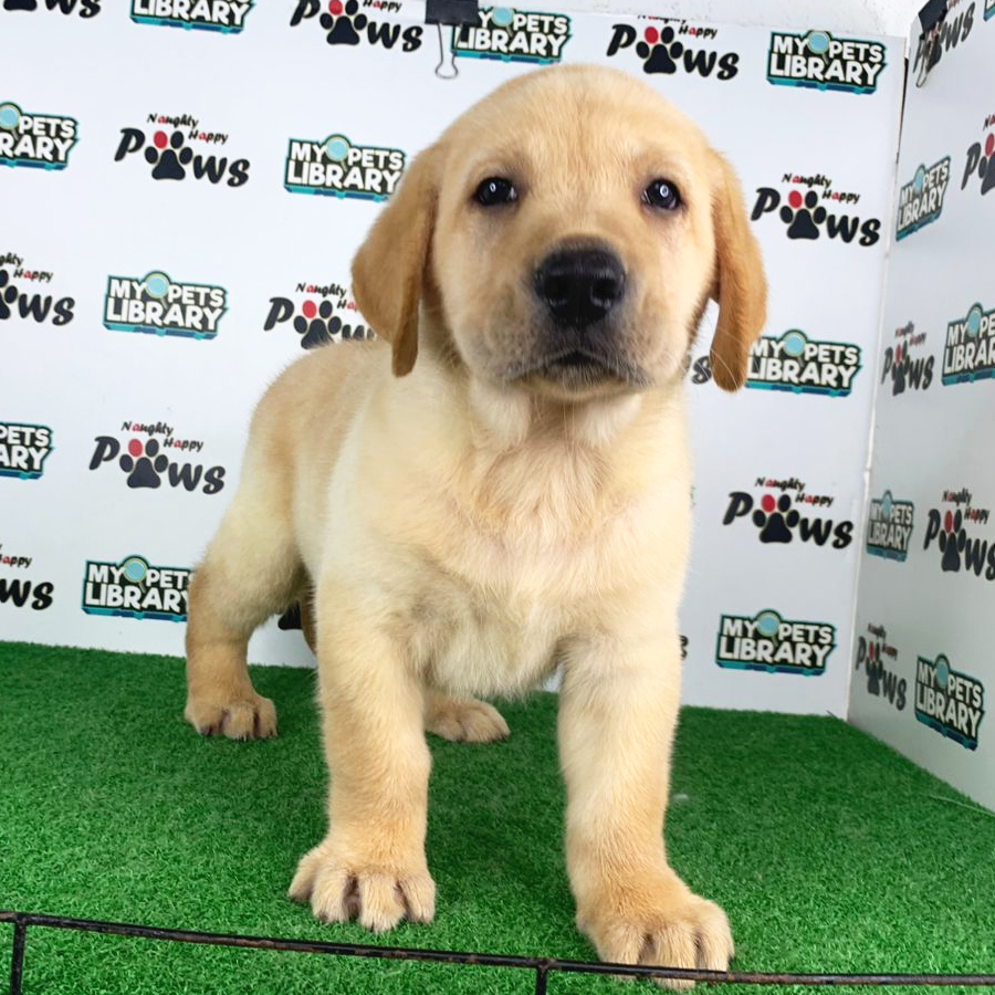 Labrador Retriever Puppy (Male) For Sale
