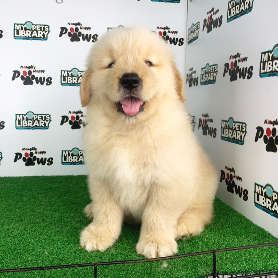 Golden Retriever Puppy (Male) For Sale