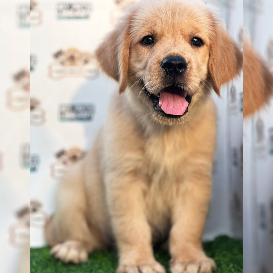 Golden Retriever Puppy (Male) For Sale