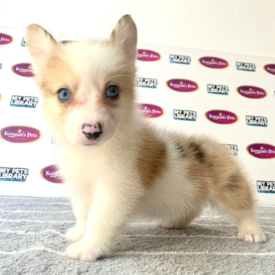 Longhair Welsh Corgi Puppy (Female) For Sale