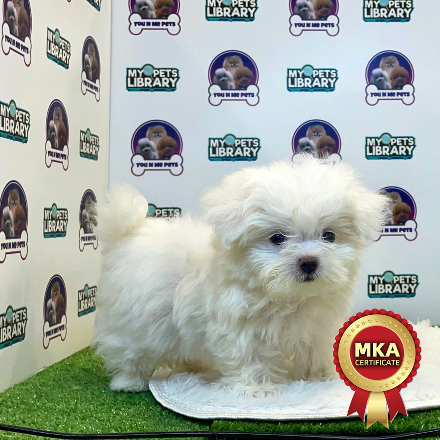 MKA Tiny Maltese Puppy (Male) For Sale