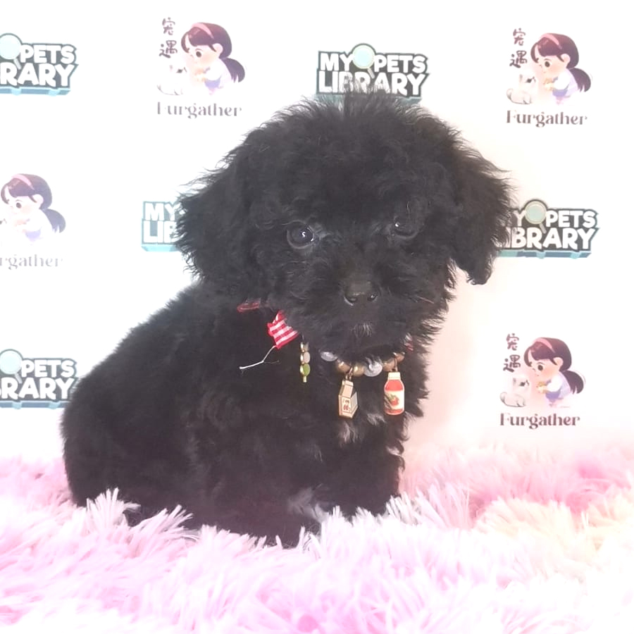 Toy Poodle Puppy (Male) For Sale
