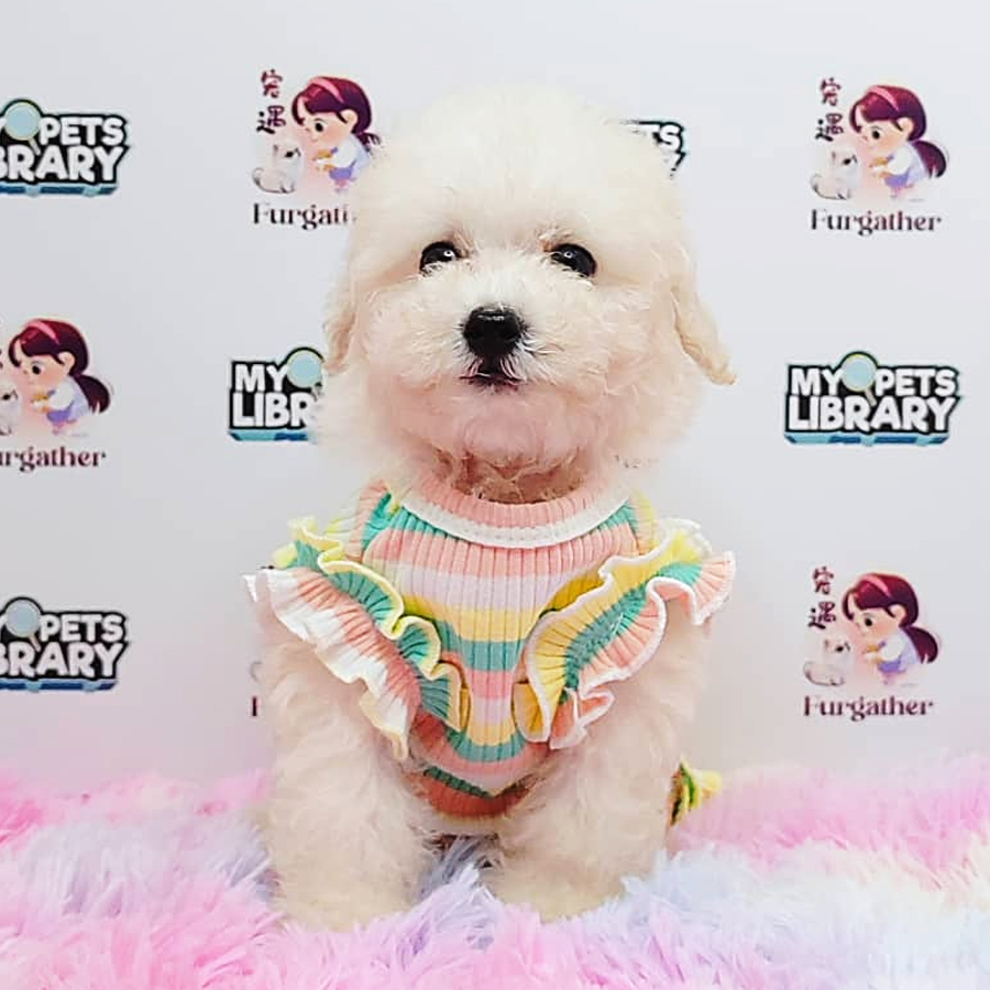 Toy Poodle Puppy (Male) For Sale