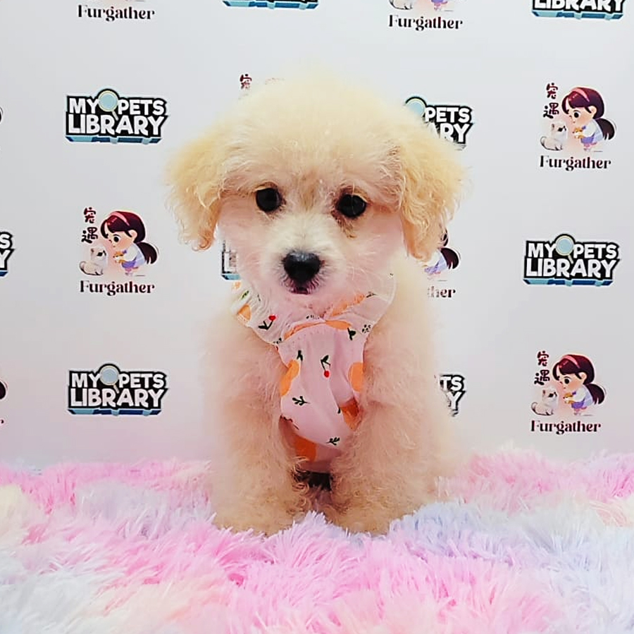 Maltipoo Puppy (Male) For Sale