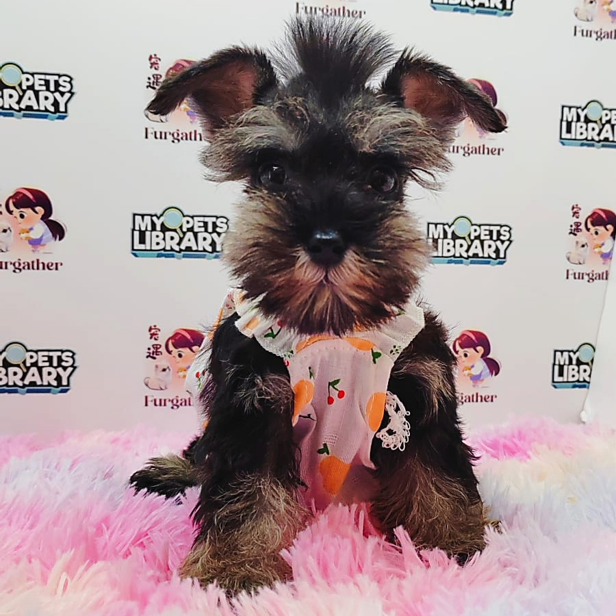 Schnauzer Puppy (Female) For Sale