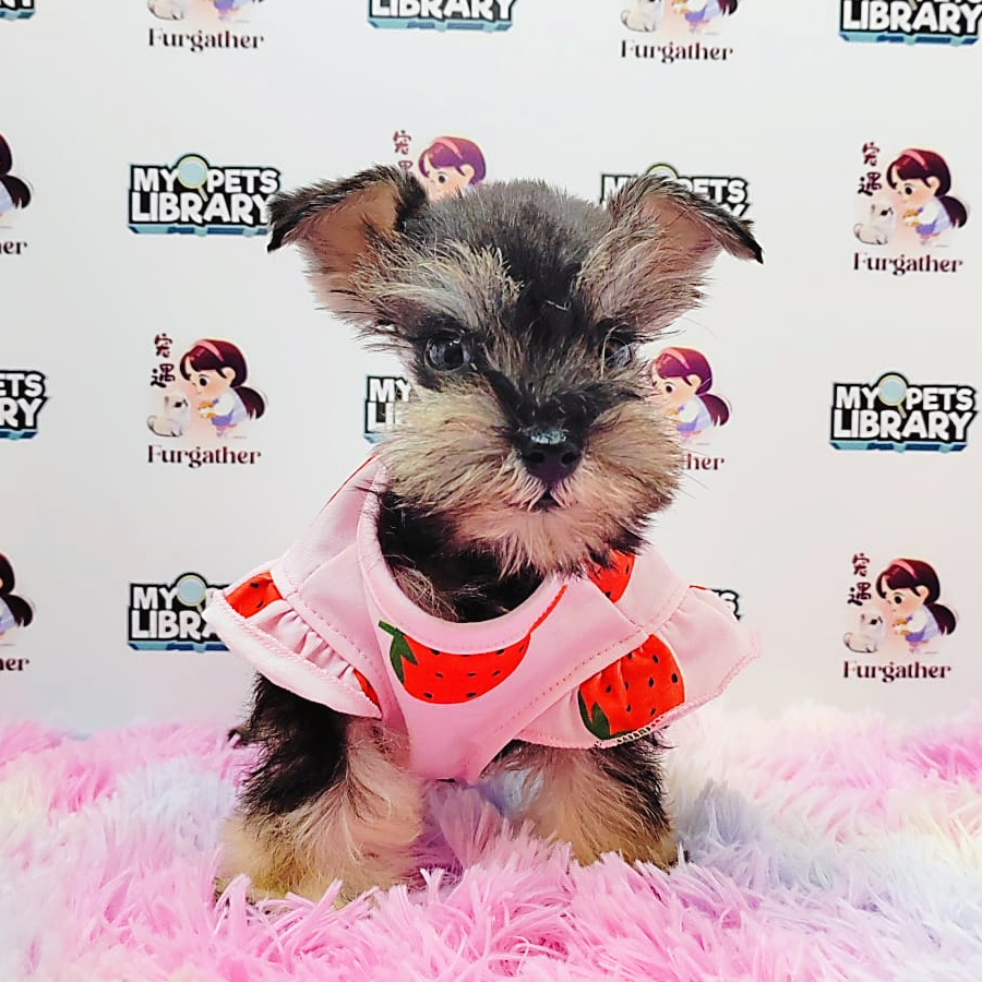 Schnauzer Puppy (Female) For Sale