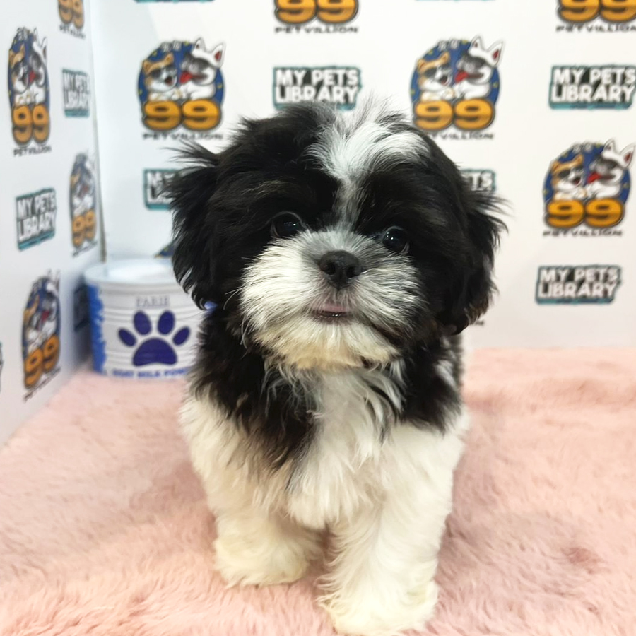 Shih Tzu Puppy (Male) For Sale