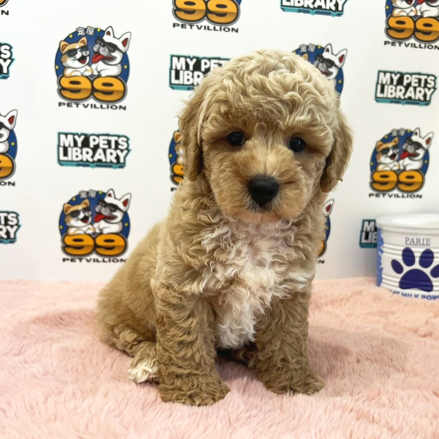 Toy Poodle Puppy (Male) For Sale