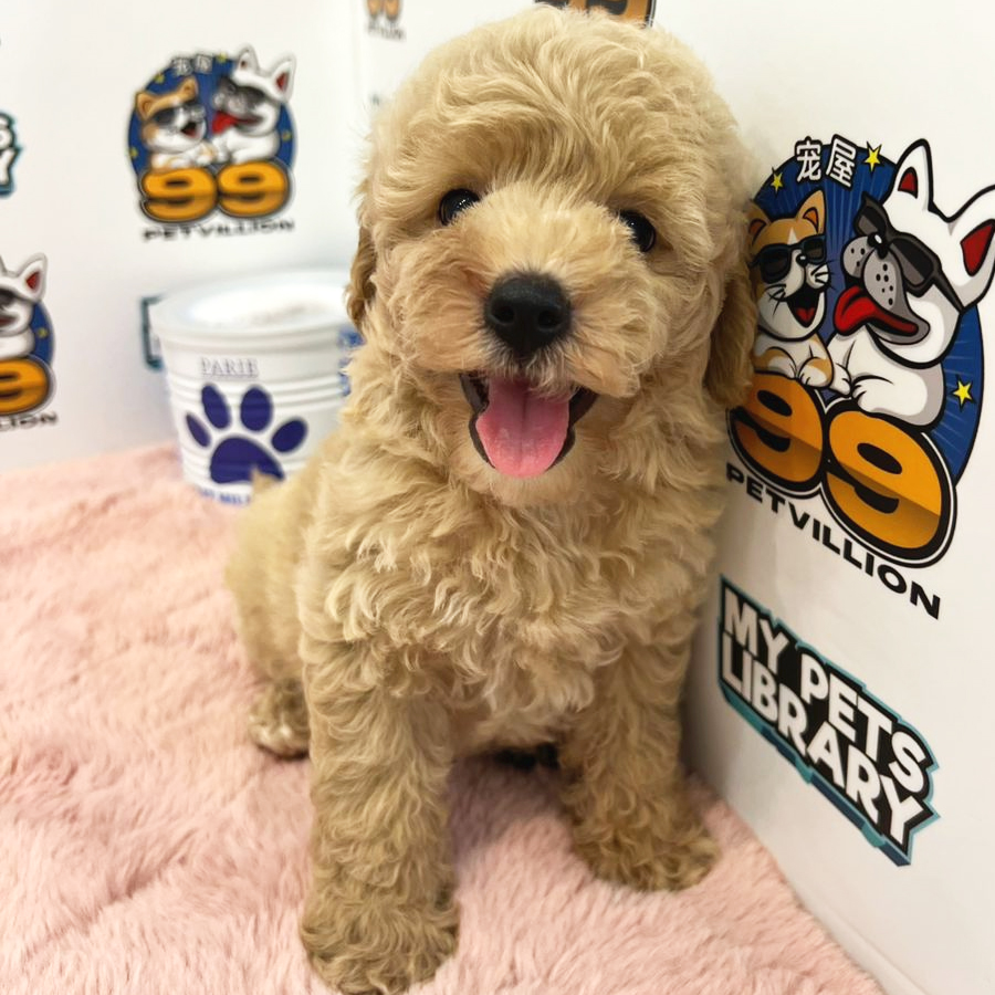 Toy Poodle Puppy (Female) For Sale