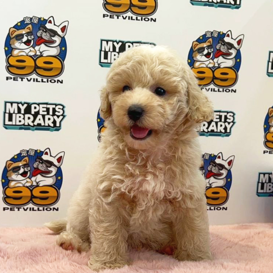 Toy Poodle Puppy (Male) For Sale