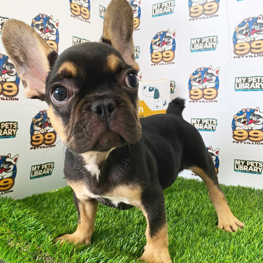 French Bulldog Puppy (Male) For Sale
