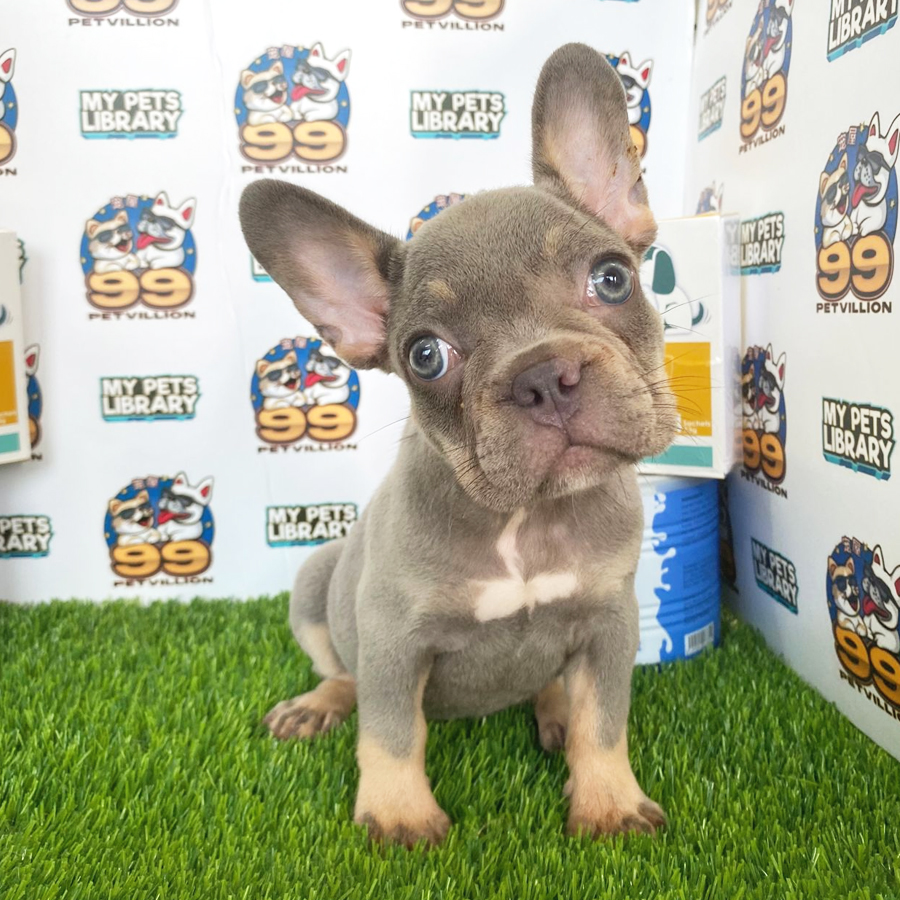 French Bulldog Puppy (Female) For Sale