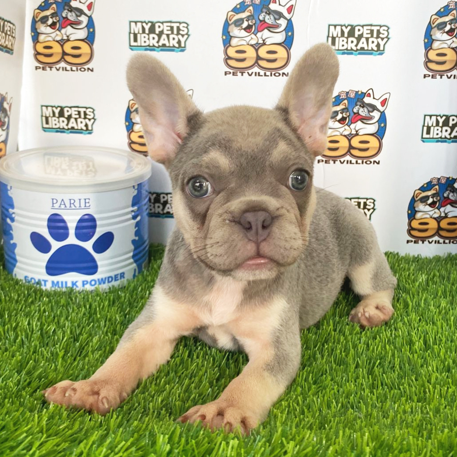 French Bulldog Puppy (Female) For Sale