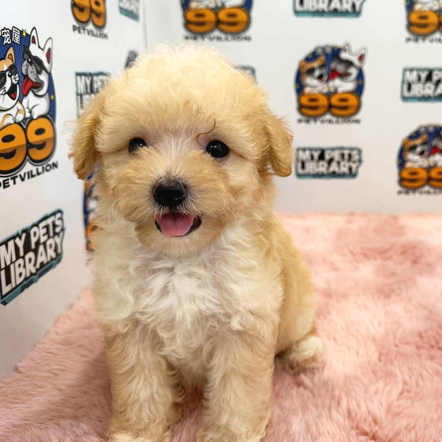 Tiny Poodle Puppy (Female) For Sale