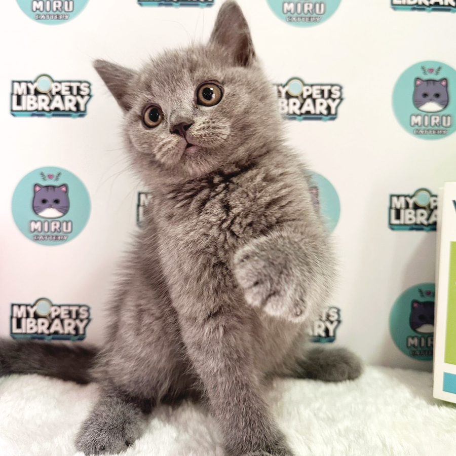 British Shorthair Kitten (Male) For Sale
