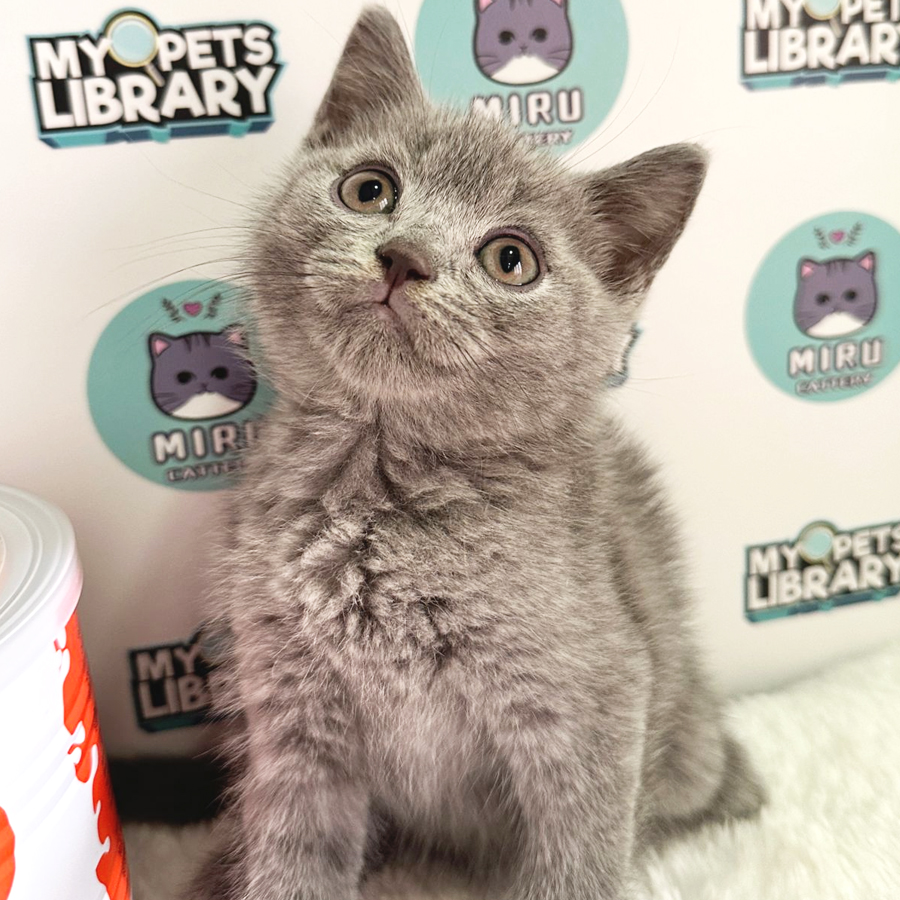British Shorthair Kitten (Male) For Sale