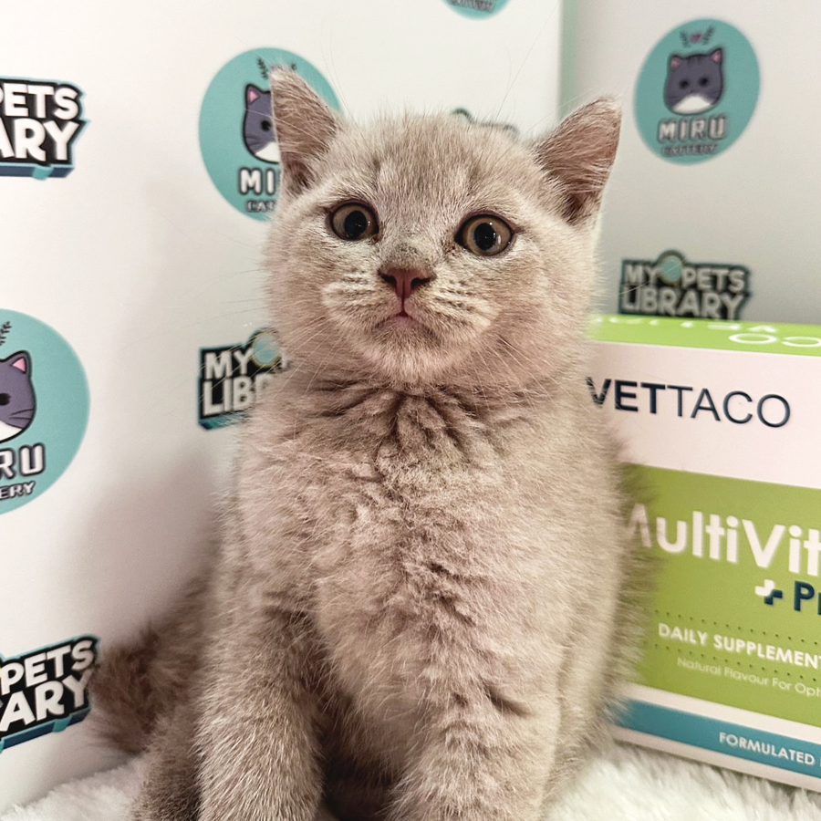 British Shorthair Kitten (Male) For Sale
