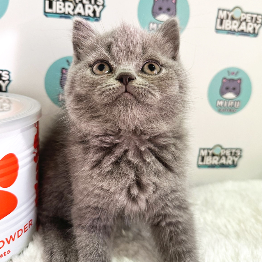 British Shorthair Kitten (Female) For Sale
