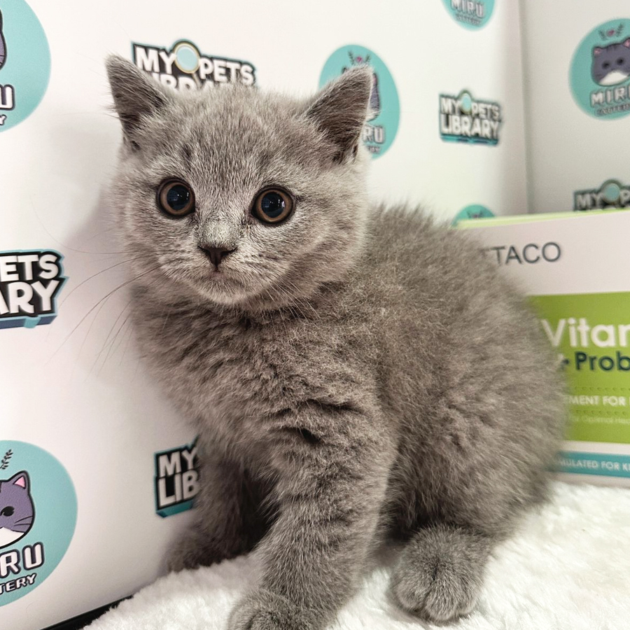 British Shorthair Kitten (Female) For Sale