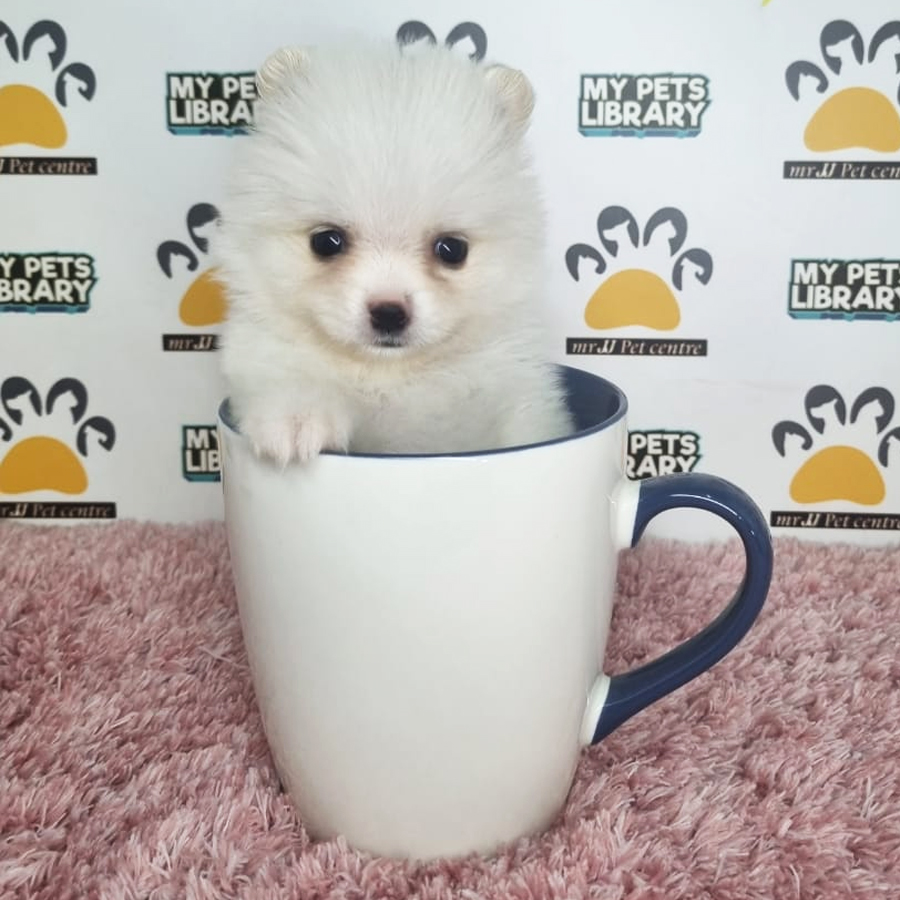 Teacup Pomeranian Puppy (Female) For Sale