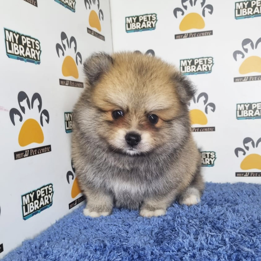 Pomeranian Puppy (Male) For Sale