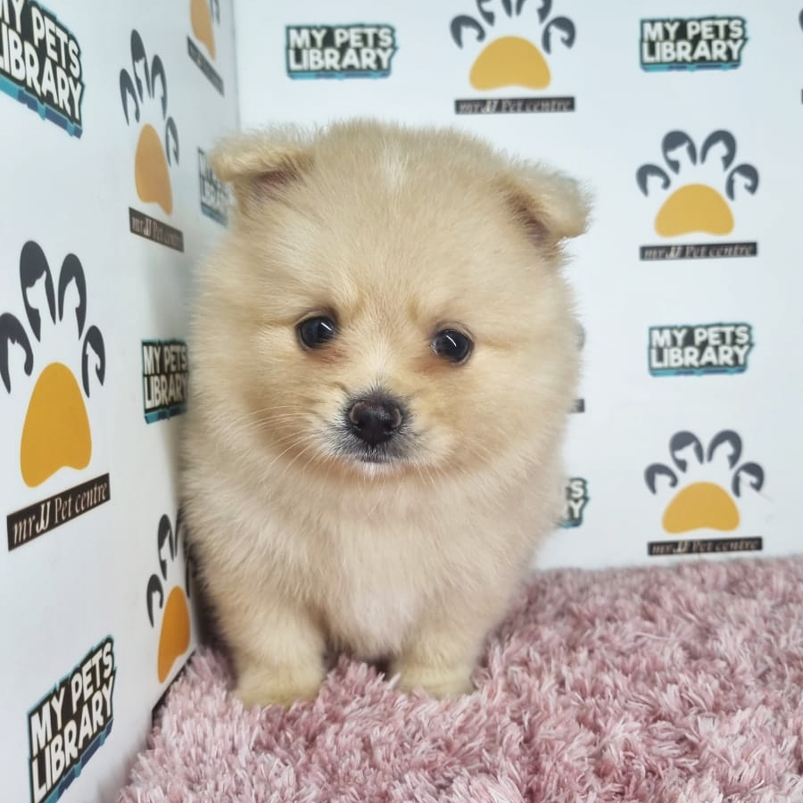 Pomeranian Puppy (Female) For Sale