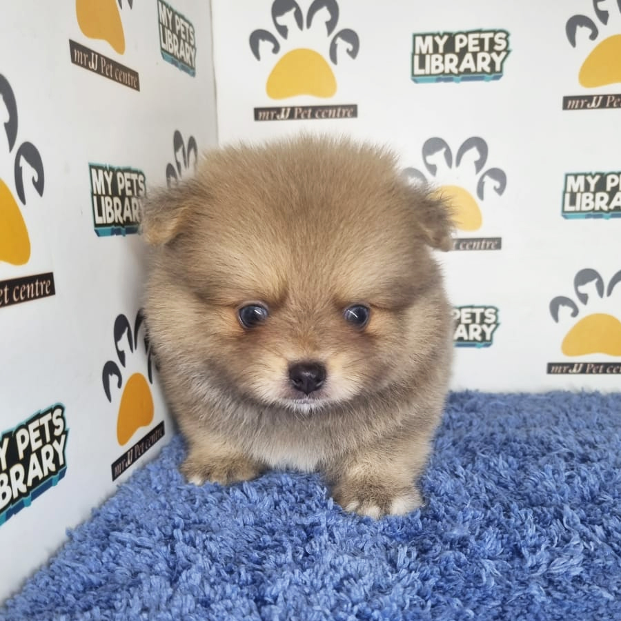 Pomeranian Puppy (Male) For Sale