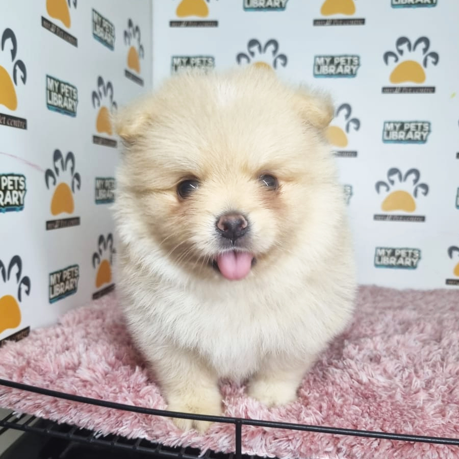 Pomeranian Puppy (Female) For Sale