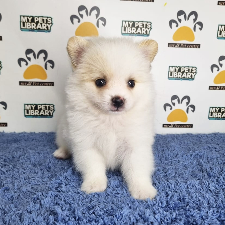 Tiny Pomeranian Puppy (Male) For Sale