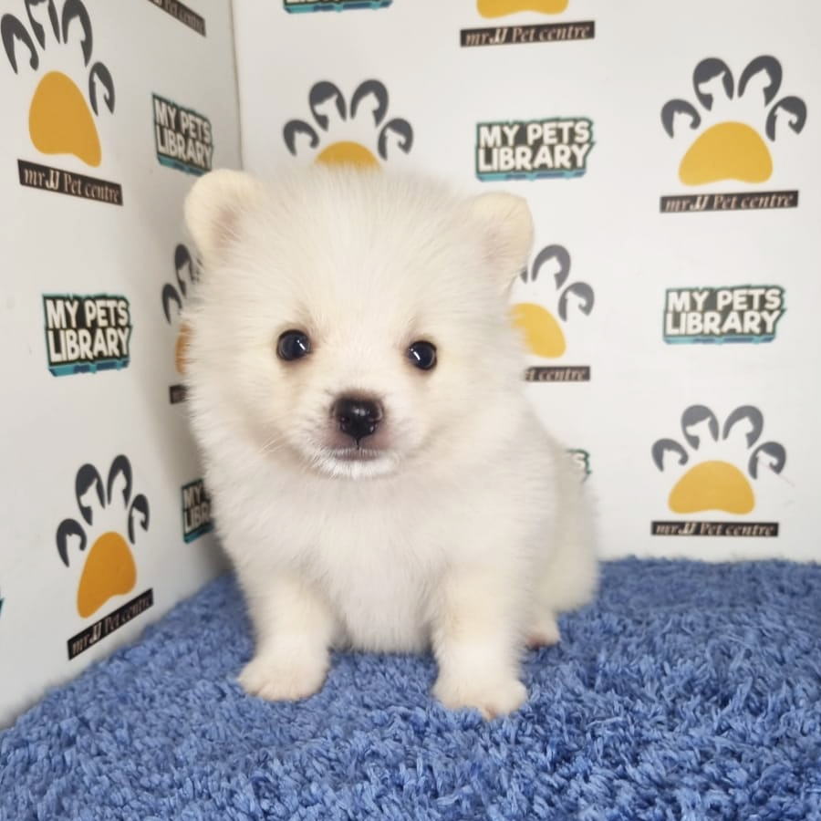 Tiny Pomeranian Puppy (Male) For Sale