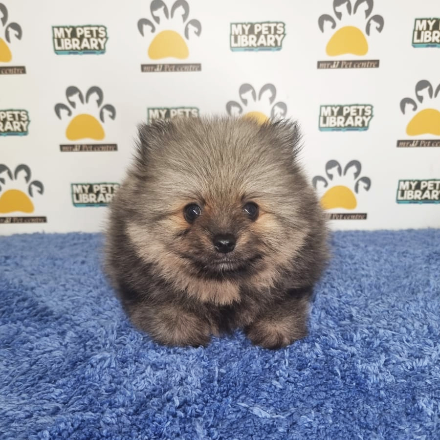 Pomeranian Puppy (Male) For Sale