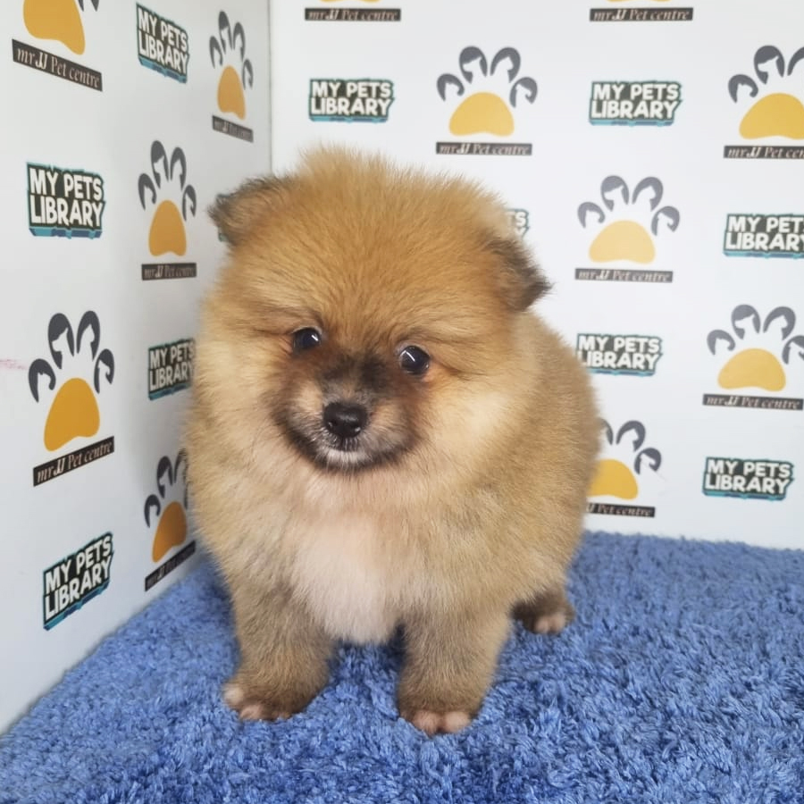 Pomeranian Puppy (Male) For Sale