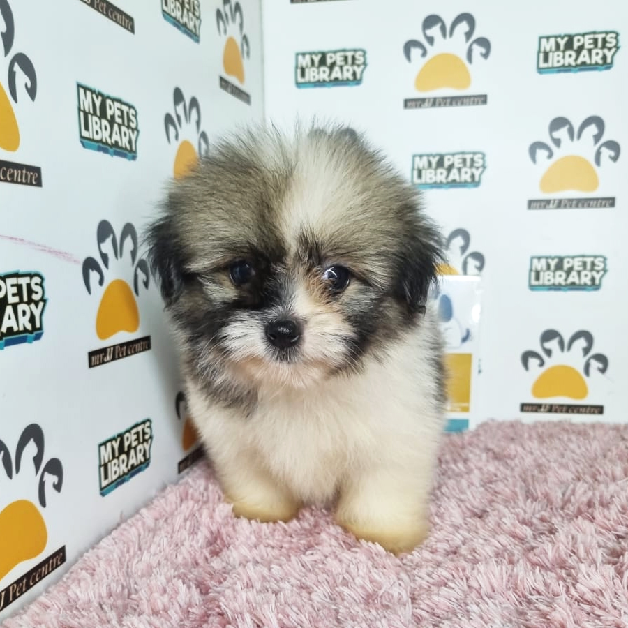 Pomeranian mix Shih Tzu Puppy (Female) For Sale