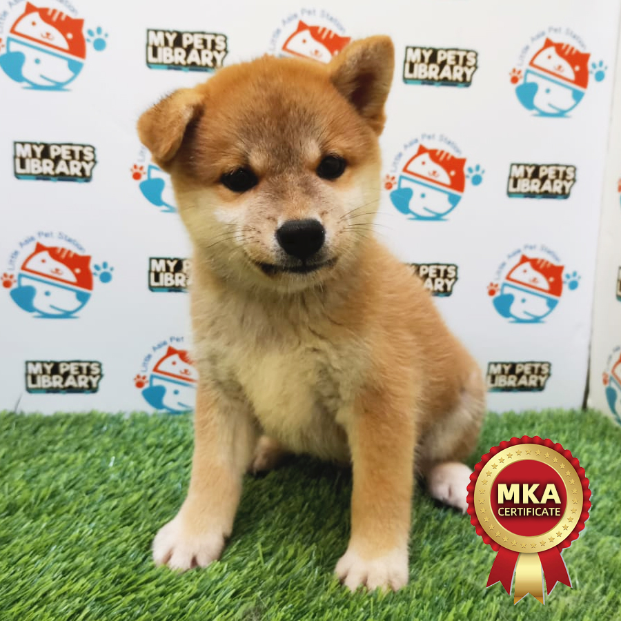 MKA Shiba Inu Puppy (Male) For Sale