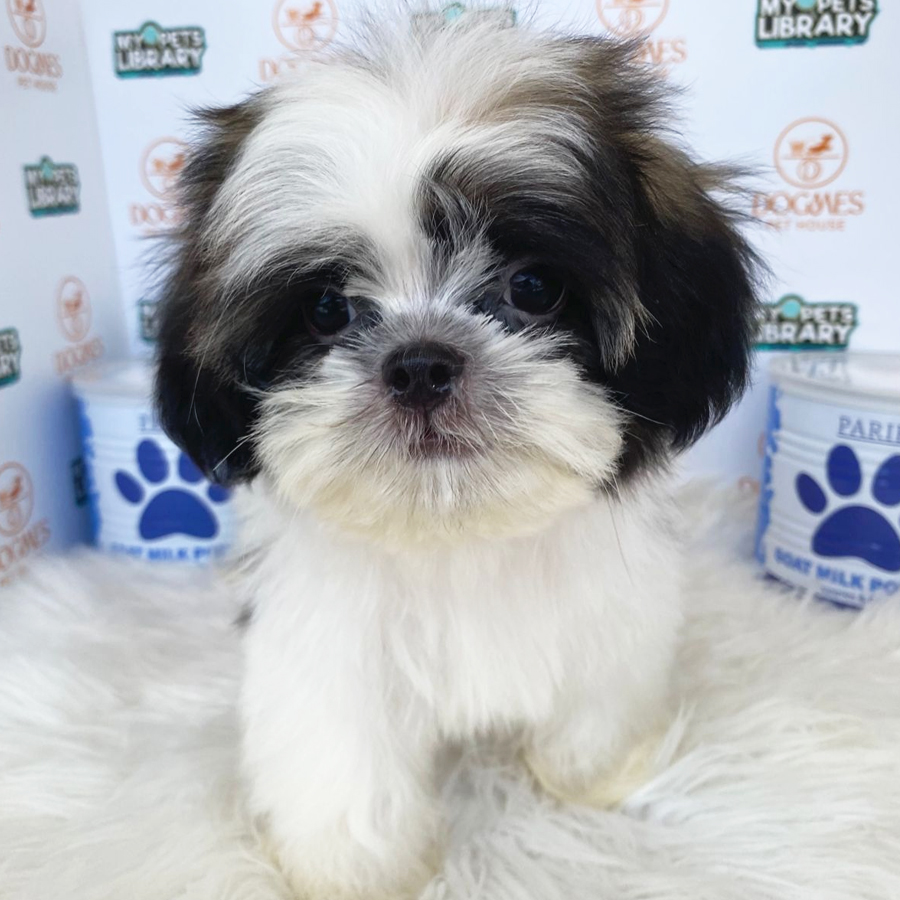 Tiny Shih Tzu Puppy (Male) For Sale