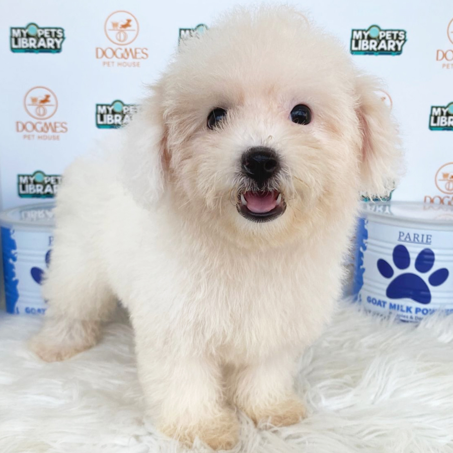 Toy Poodle Puppy (Female) For Sale