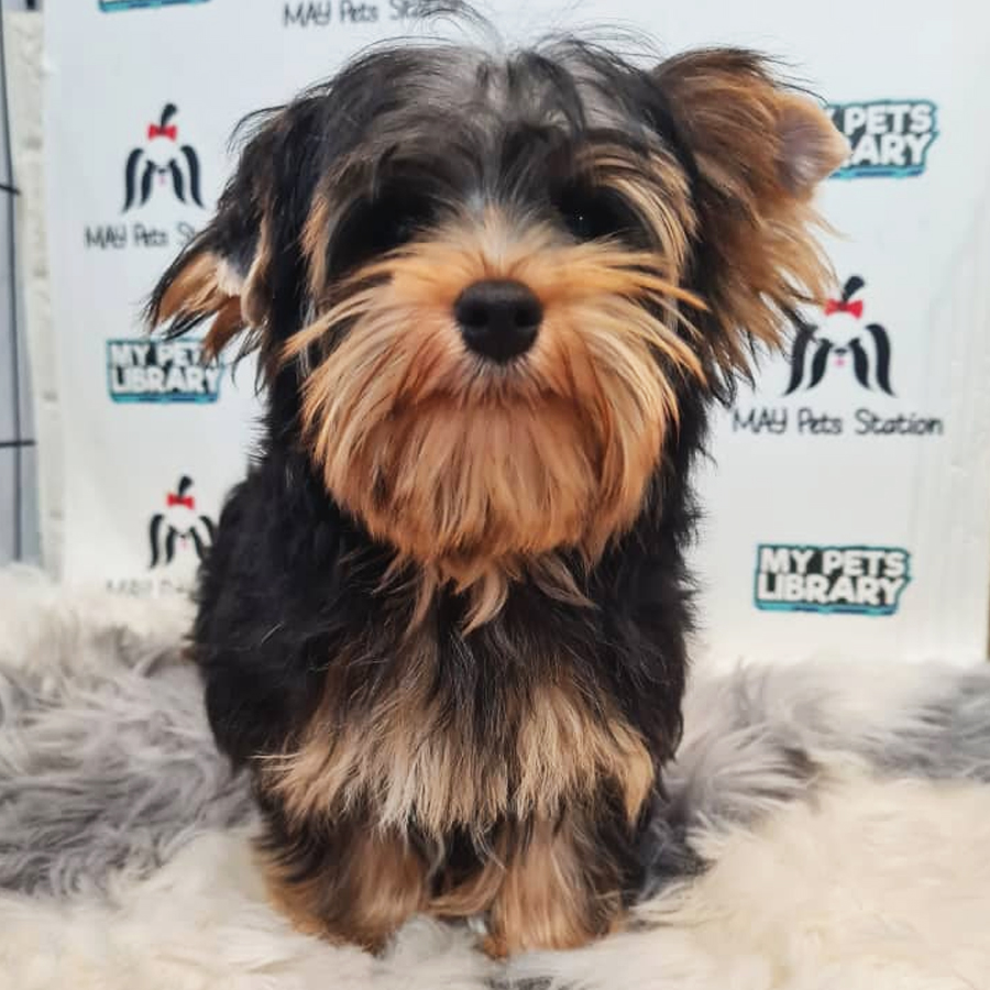 Yorkshire Terrier Puppy (Male) For Sale