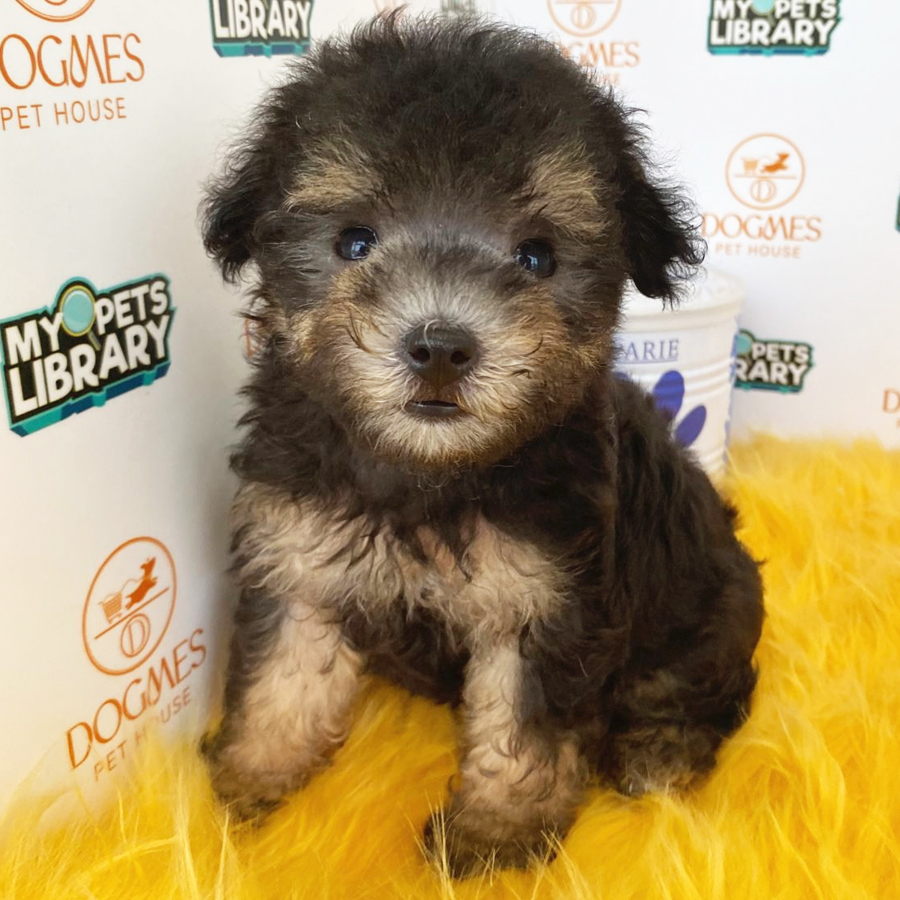 Toy Poodle Puppy (Female) For Sale