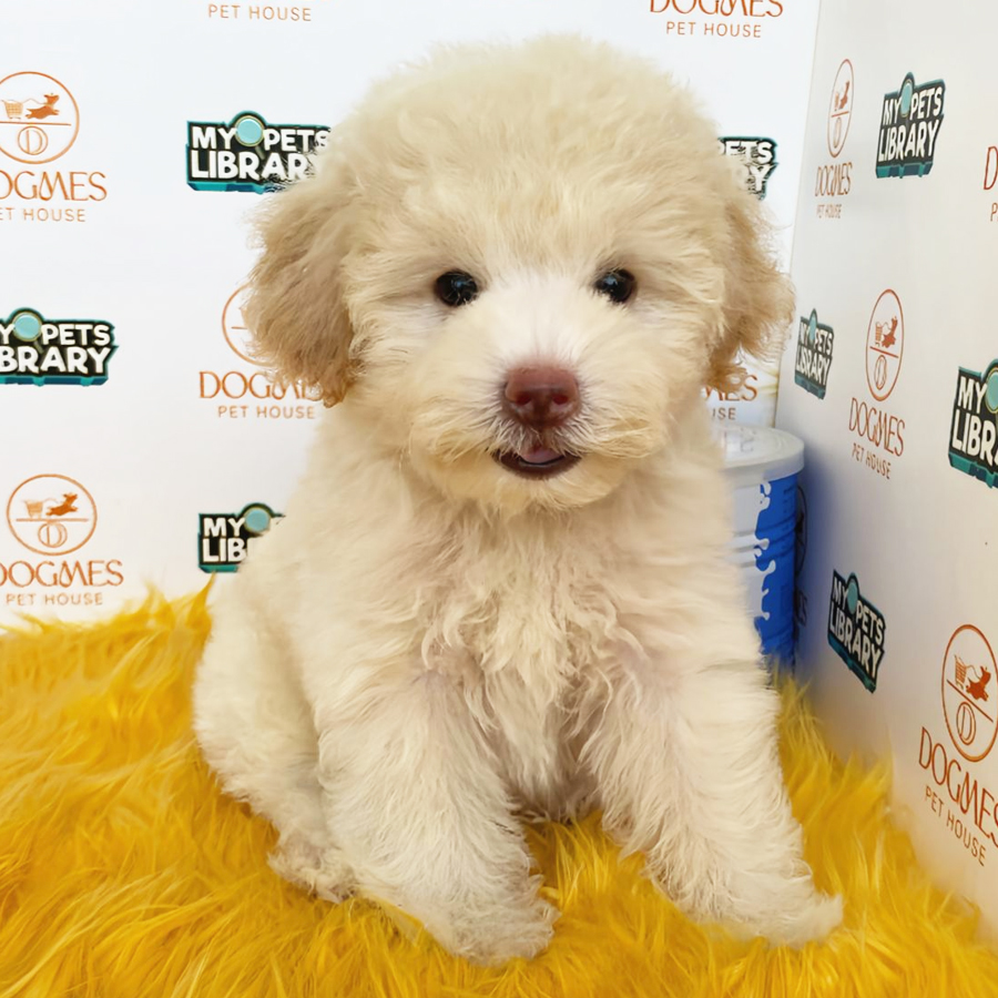 Toy Poodle Puppy (Male) For Sale