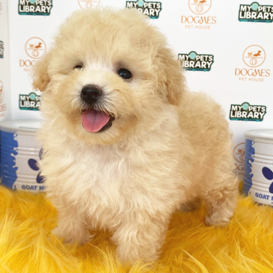 Toy Poodle Puppy (Female) For Sale