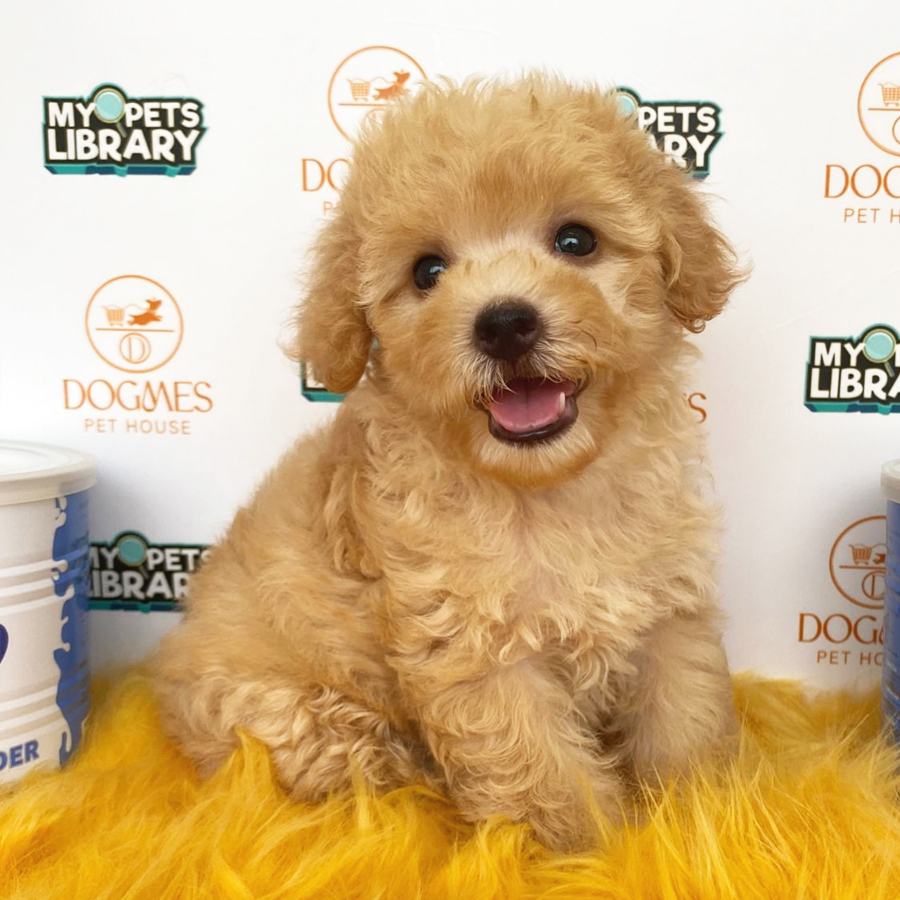 Toy Poodle Puppy (Female) For Sale