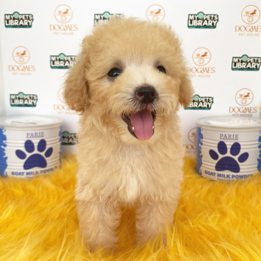 Toy Poodle Puppy (Female) For Sale