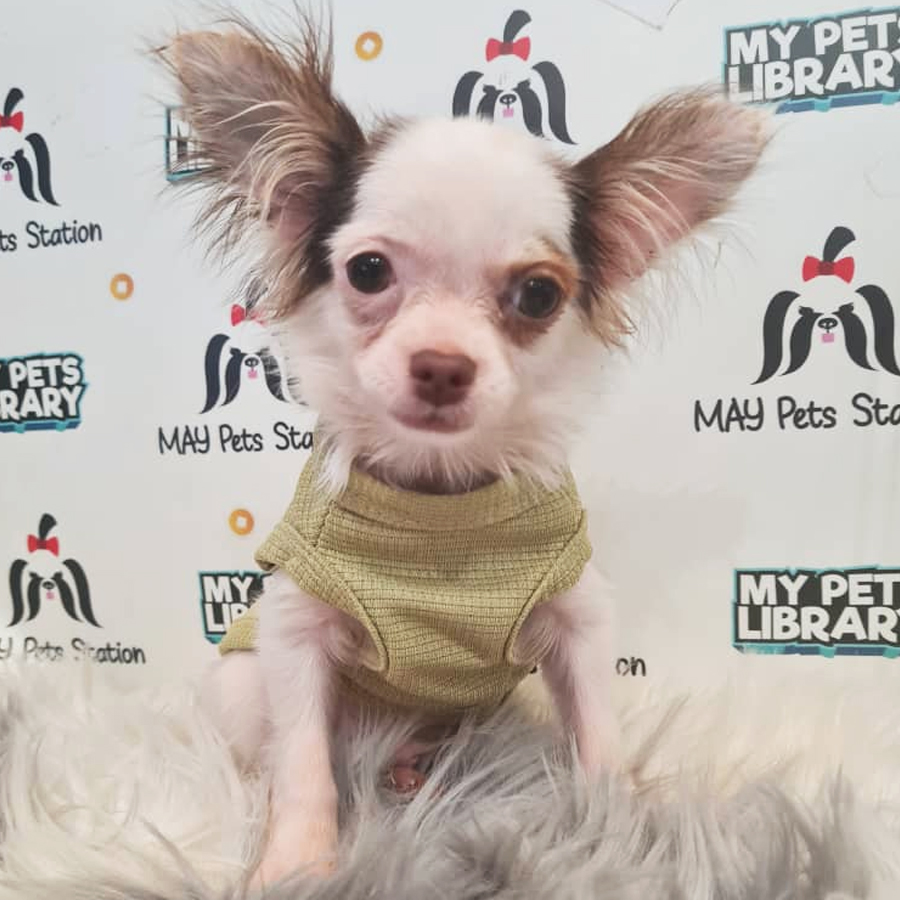 Longcoat Chihuahua Puppy (Male) For Sale