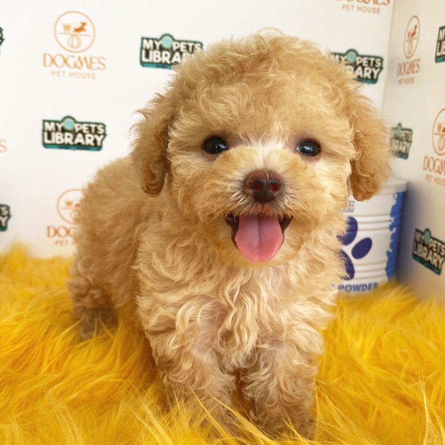 Toy Poodle Puppy (Female) For Sale