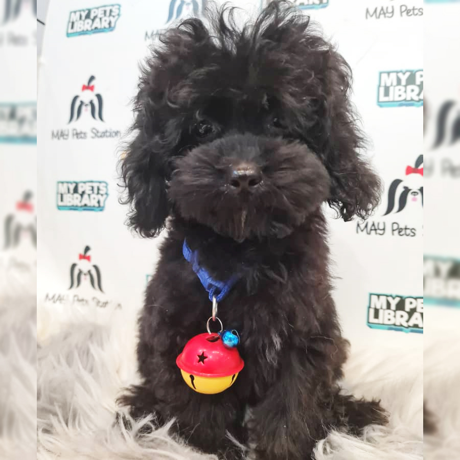 Toy Poodle Puppy (Male) For Sale