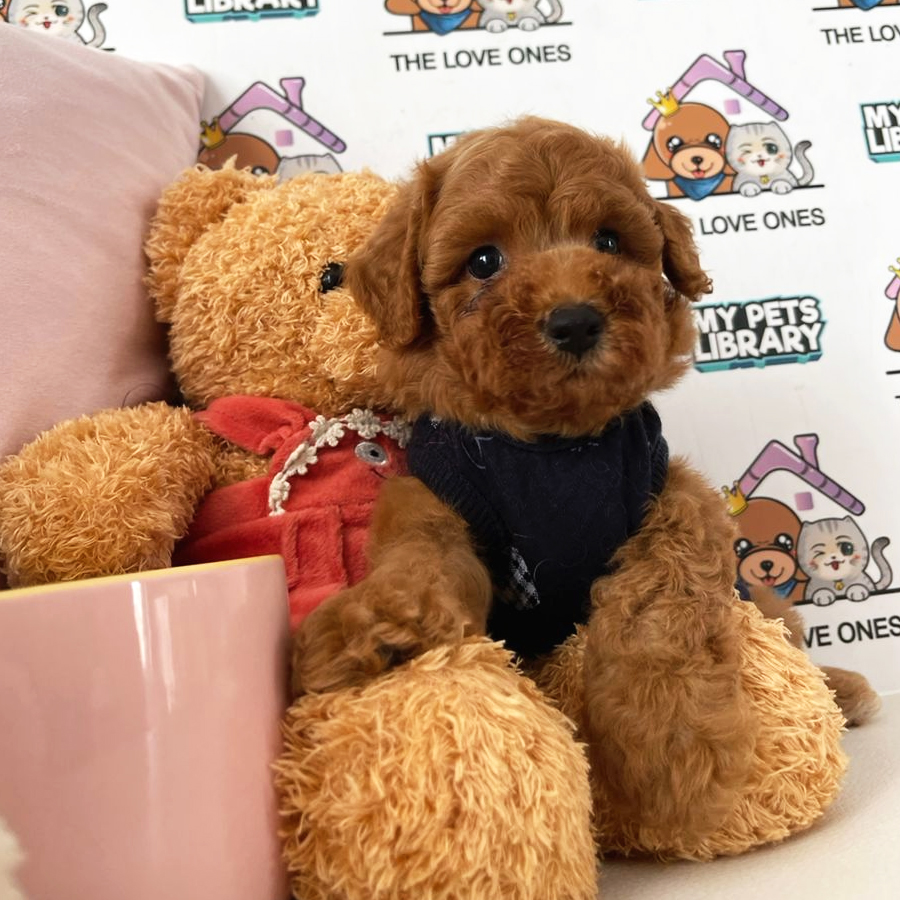 MKA Toy Poodle Puppy (Male) For Sale